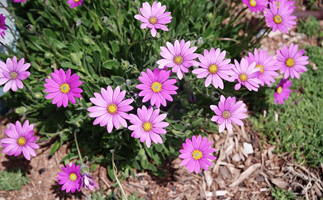 Osteospermum-&#x27;Purple-Mountain&#x27;-HMS22