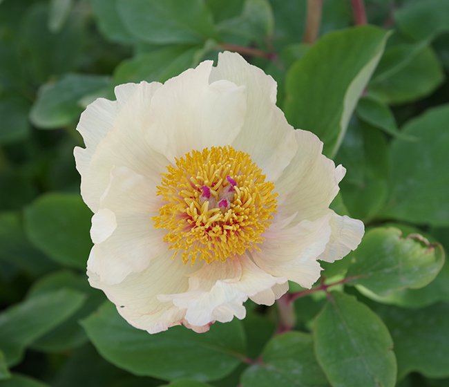 Paeonia-daurica-ssp.-mlokosewitschii-Flower-1-JWB22