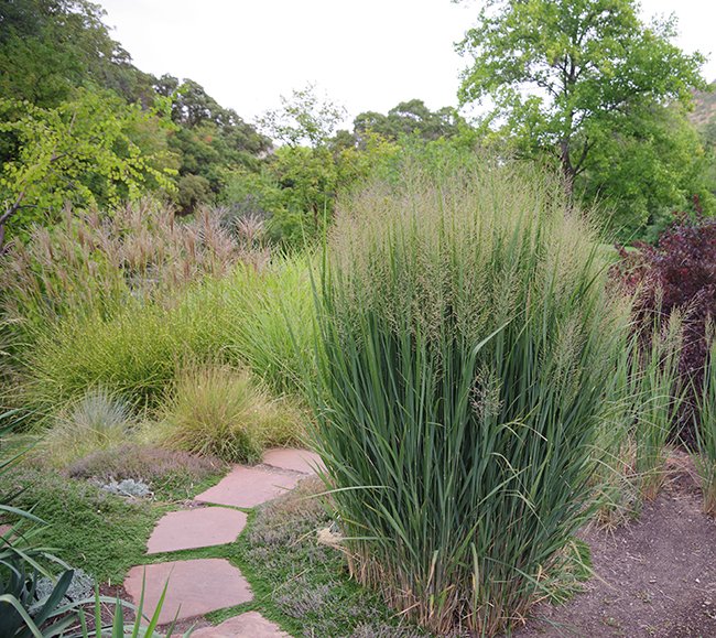 Grass
