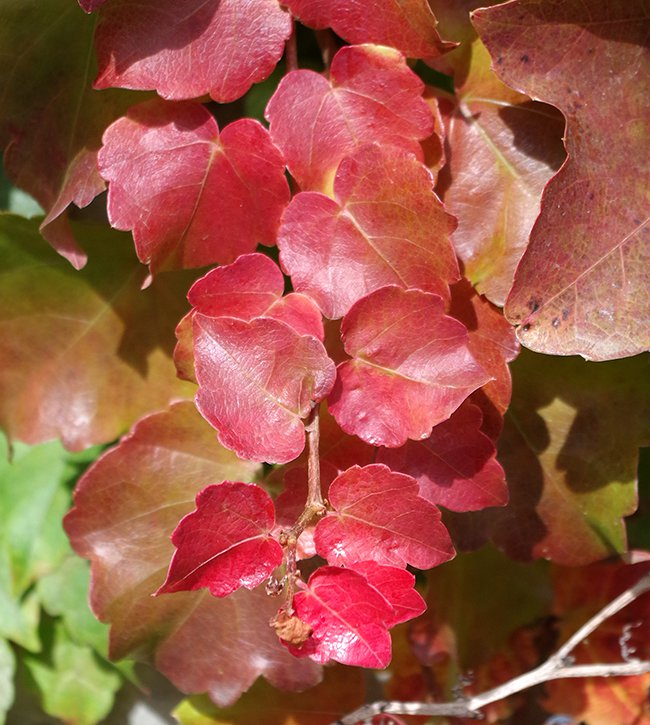 Parthenocissus-tricuspidata-Fall-Leaves-2-JWB21.JPG