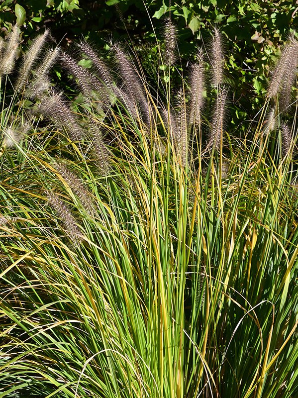 Pennisetum-alopecuroides-&#x27;Burgundy-Bunny&#x27;-Habit-in-Flower-1-GLE22