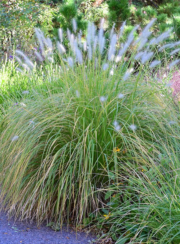 Pennisetum-alopecuroides-&#x27;Hameln&#x27;-Habit-in-Flower-1-GLE22