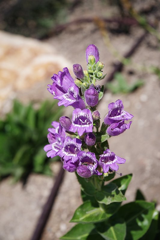 Penstemon-cobaea-Flower-HMS25