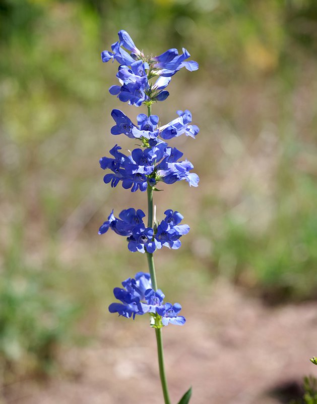 Penstemon-cyananthus-Flowers-1-JWB22