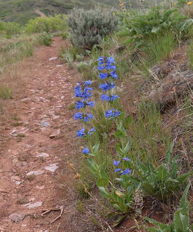 Penstemon-cyananthus-Habit-In-Bloom-1-JWB21.JPG