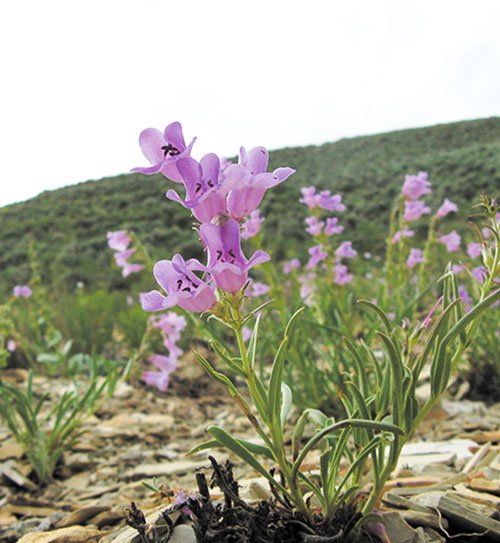 Penstemon-grahamii-beardtongue