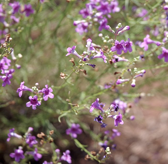 Penstemon-thurberi-Flowers-1-JWB22