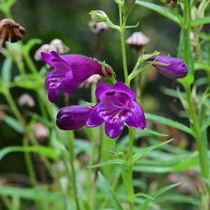 Photo of Penstemon flowers
