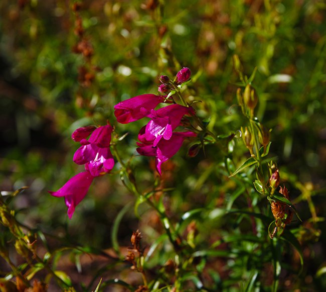 Penstemon-x-mexicali-&#x27;Red-Rocks&#x27;-Flower-Fall-HMS22