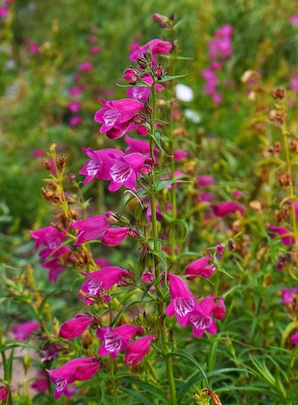 Penstemon-x-mexicali-Red-Rocks-Flower-HMS21-A.jpg