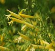 Penstemon pinifolius 'Mersea Yellow' Flower Side JWB12.JPG