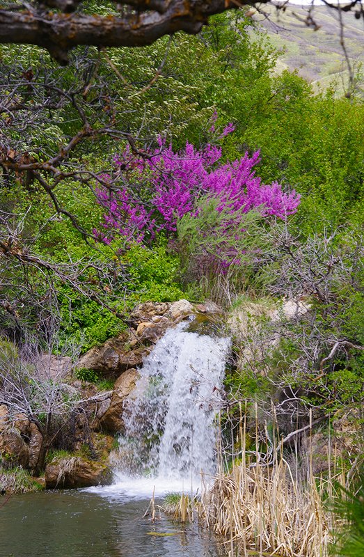 Perennial-Garden-Waterfall-Spring-HMS25