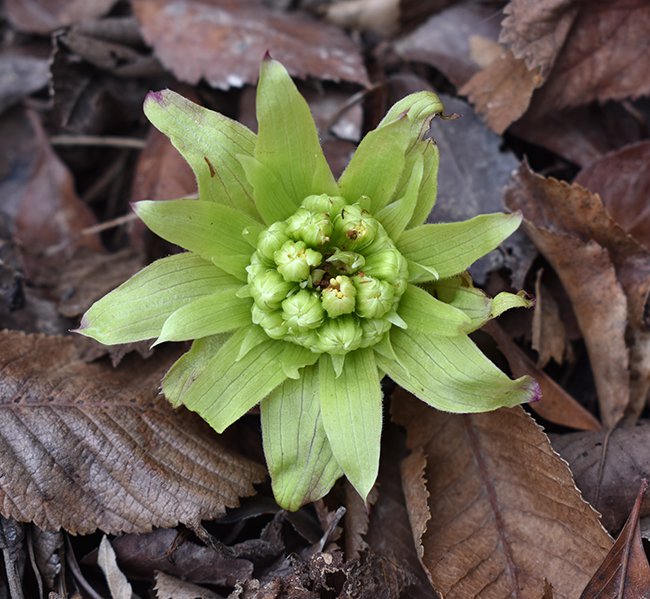 Petasites-japonicus-&#x27;Giganteus-Variegatus&#x27;-Flowers-1-JWB21.JPG