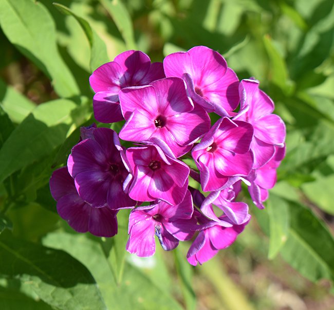 Phlox-paniculata-&#x27;Laura&#x27;-JWB21.JPG