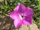 Phlox nana 'Perfect Pink' Flower JWB17.JPG