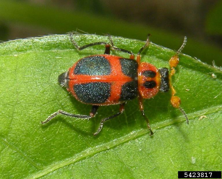 Photo 17 soft-winged flower beetle
