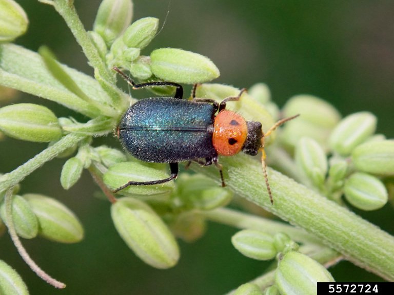 Photo 18 soft-winged flower beetle