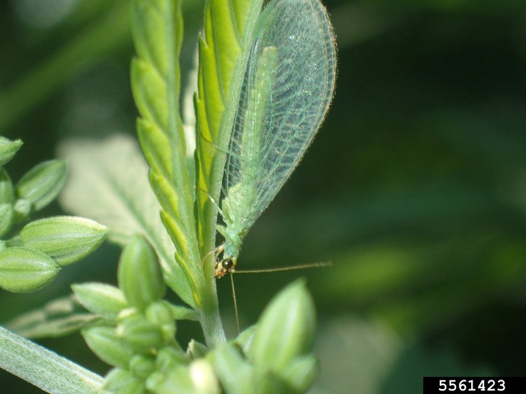 Photo 19 lacewing