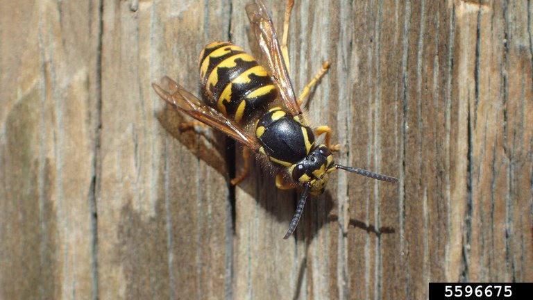 Photo 29 hornet