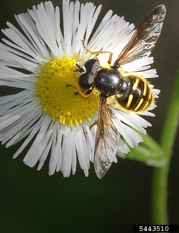 Photo 32 syrphid fly