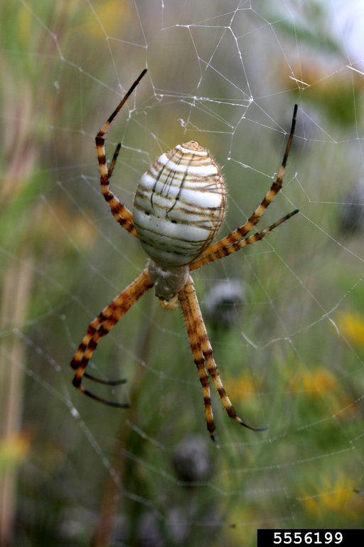 Photo 36 orb weaver spider