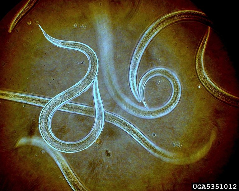 Photo 47 parasitic nematode