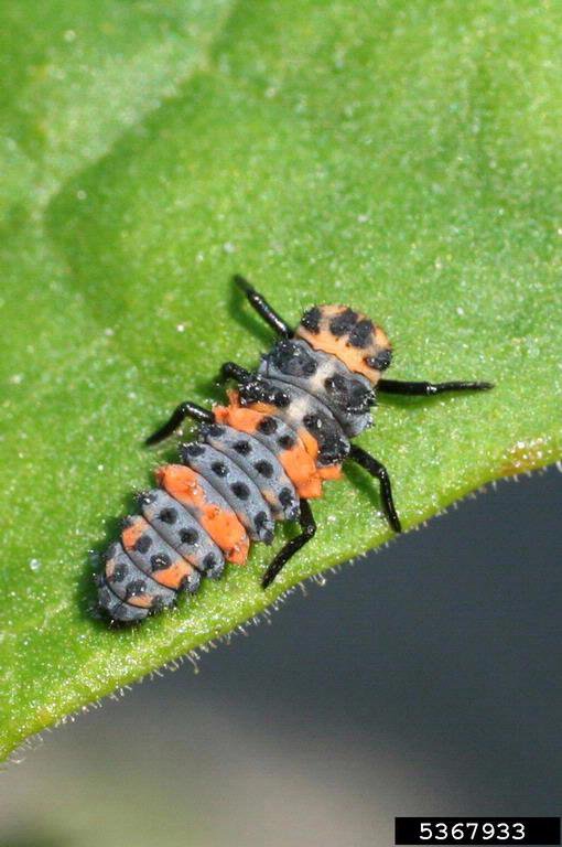 Photo 4 lady beetle