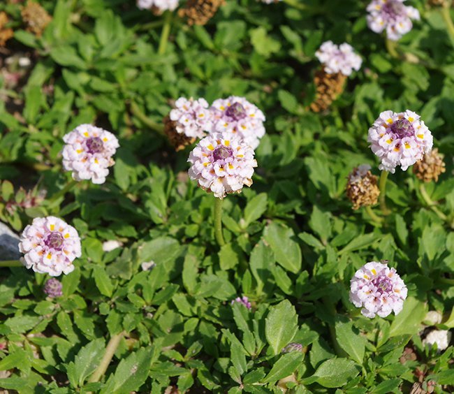 Phyla-nodiflora-Flowers-1-JWB21.JPG