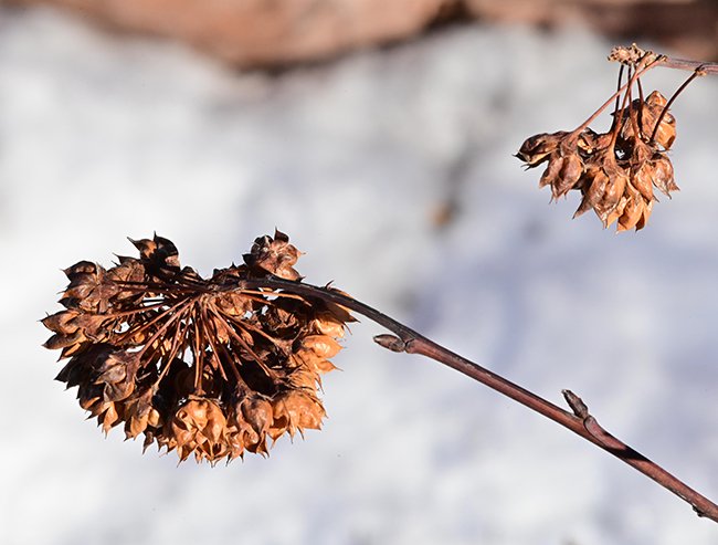 Physocarpus-opulifolius-&#x27;Diablo&#x27;-Winter-Fruits-1-GLE22