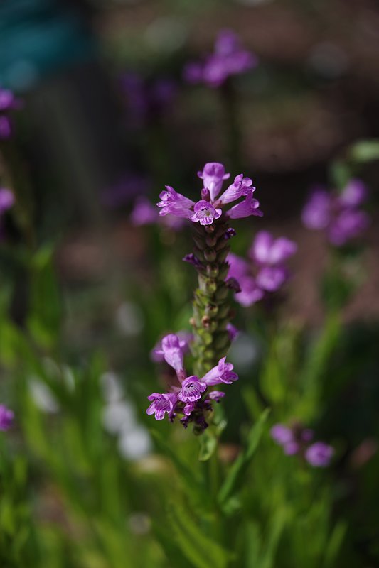 Physostegia-parviflora-Flower-Summer-HMS23