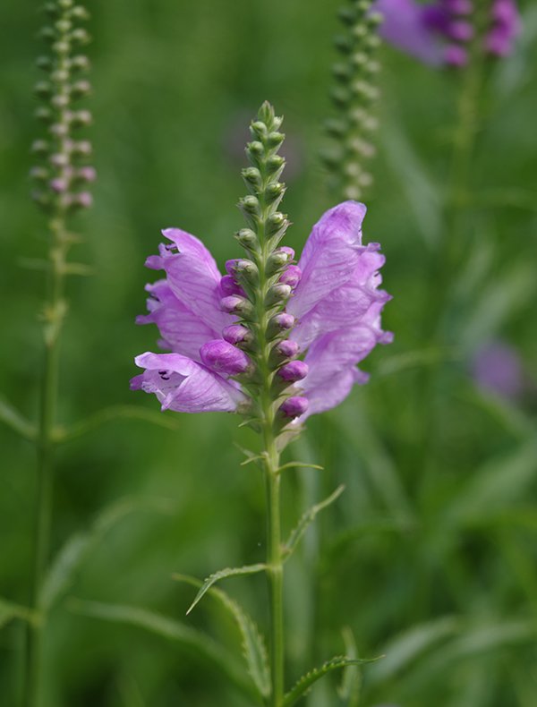 Physostegia-virginiana-Flowers-2-JWB24