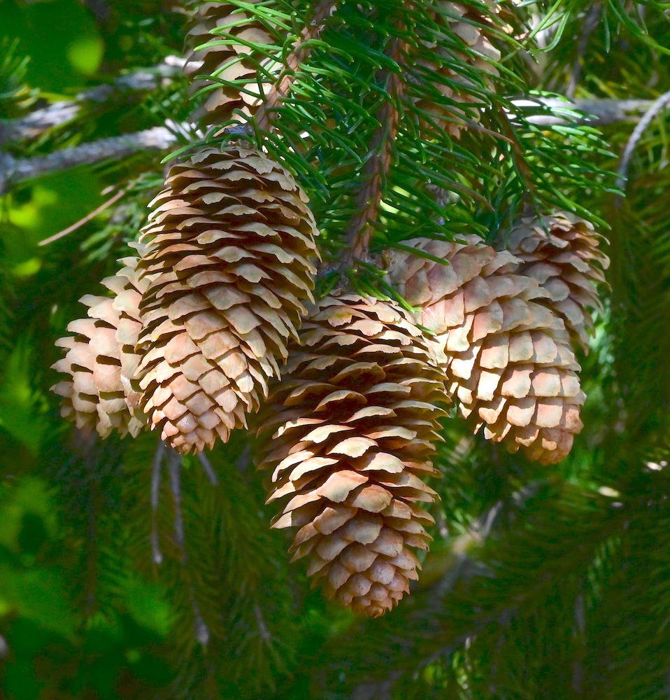 Picea-abies-'Acrocona'-Female-Cones-1-GLE21.JPG