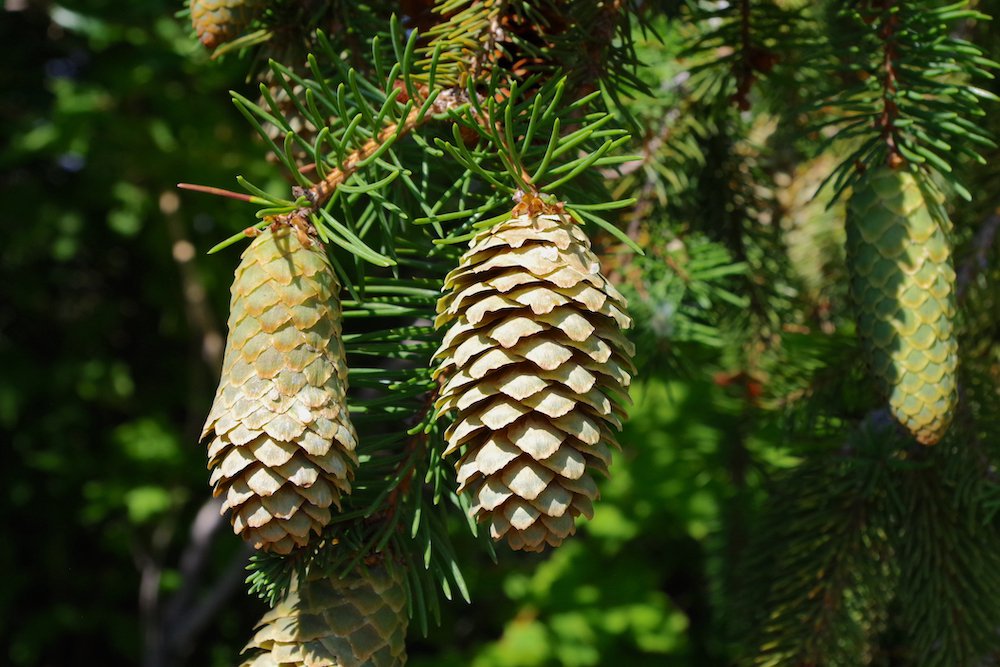 Picea-abies-'Acrocona'-Female-Cones-1-JWB21.JPG