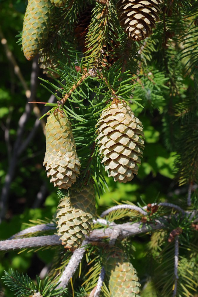 Picea-abies-'Acrocona'-Female-Cones-2-JWB21.JPG