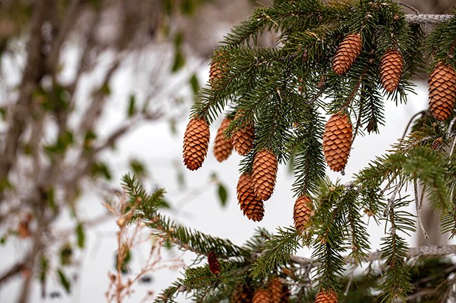 Picea-abies-&#x27;Arocona&#x27;-Winter-Seed-Cones-KAK24