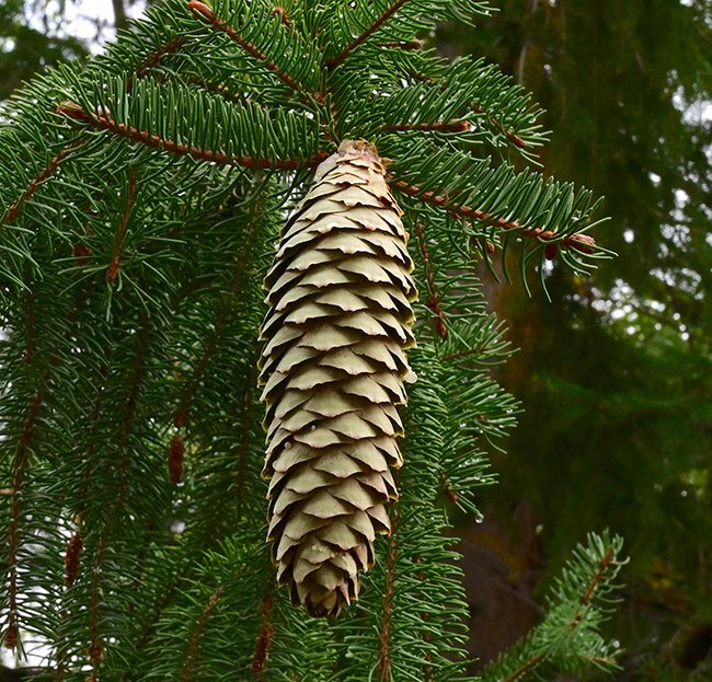 Picea-abies-&#x27;Pendula&#x27;-Leaves-and-Cone-2-GLE22