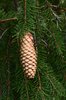 Picea-abies-'Rubra-Spicata'-Female-Cone-1-GLE21.JPG