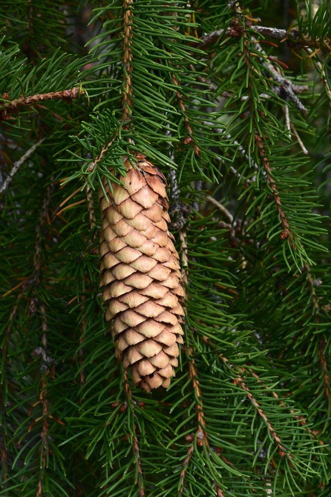 Picea-abies-'Rubra-Spicata'-Female-Cone-1-GLE21.JPG