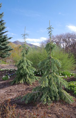 Picea-engelmannii-'Bush's-Lace'-Spring-Habit-1-HMS18.JPG