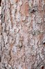 Picea-omorika-Bark-1-GLE21.JPG
