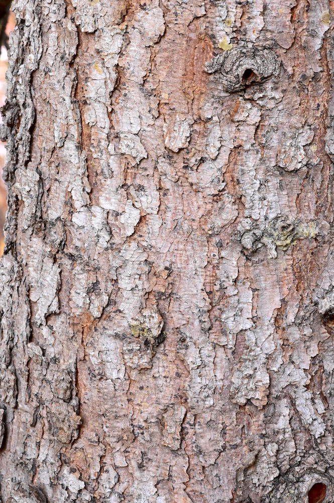 Picea-omorika-Bark-1-GLE21.JPG