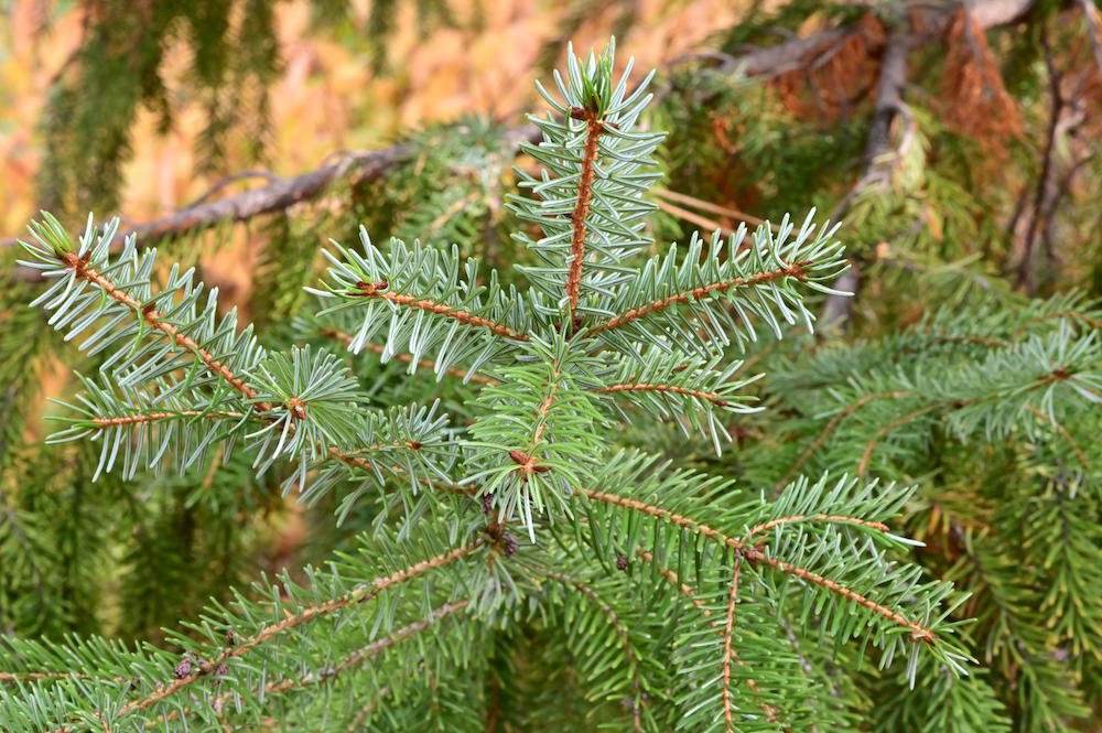 Picea-omorika-Needles-1-GLE21.JPG