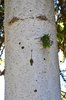 Picea-orientalis-'Gowdy'-Bark-1-GLE21.JPG