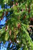 Picea-orientalis-'Gowdy'-Needles-1-GLE21.JPG