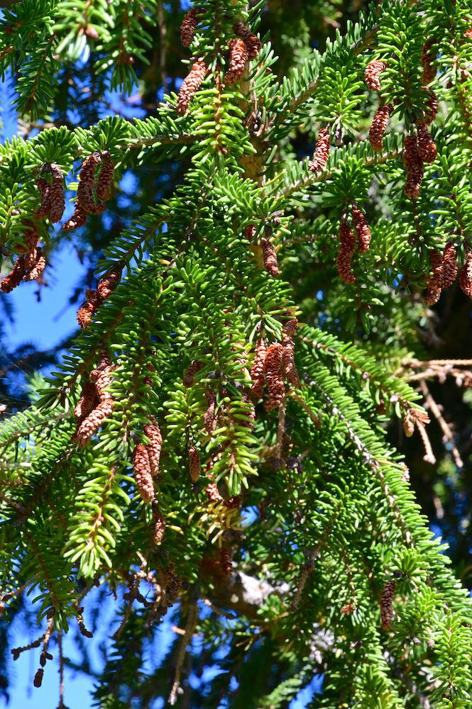 Picea-orientalis-'Gowdy'-Needles-1-GLE21.JPG