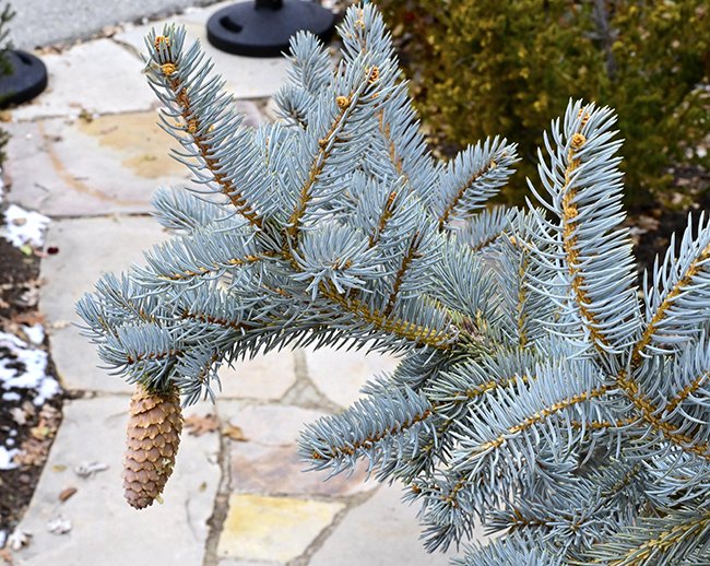 Picea-pungens-GLE