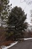 Picea-pungens-Habit-Winter-HMS21.JPG