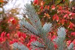 Picea-pungens-'Hoopsii'-Needles-1-GLE21.JPG