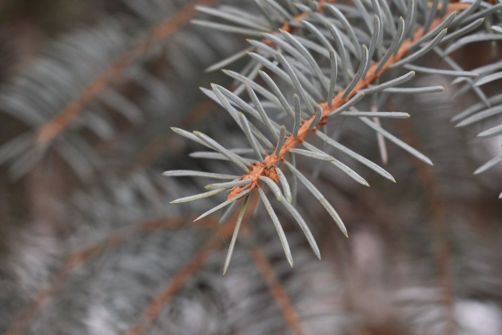 Picea-pungens-Leaves-Winter-1-HMS21.JPG