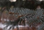 Picea-pungens-Leaves-Winter-3-HMS21.JPG